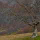 fotoreis Herfst in Auvergne - ©Josephine Bakker