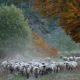 fotoreis Herfst in Auvergne - ©Josephine Bakker