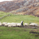 Shetland Eilanden - Schotland ; ©Kristel Schneider