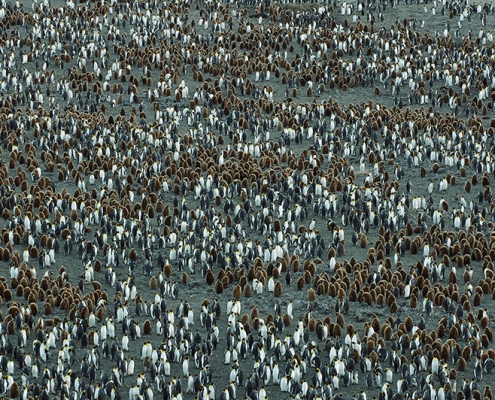 ©Jan Vermeer - fotoreis Antarctica South Georgia & Falklands