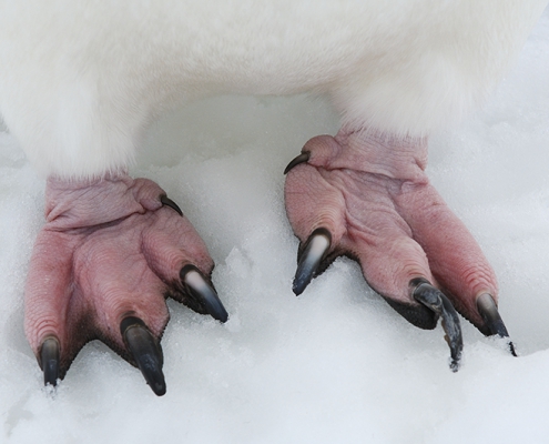 ©Jan Vermeer - fotoreis Antarctica South Georgia & Falklands