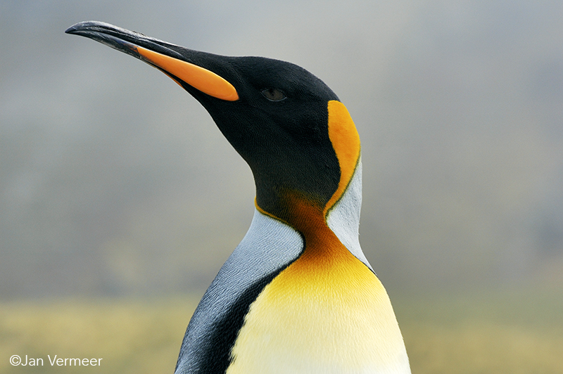©Jan Vermeer - fotoreis Antarctica -South-Georgia - Falklands