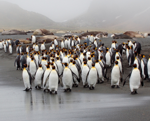 ©Jan Vermeer Antarctica South-Georgia Falklands