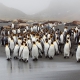 ©Jan Vermeer - expeditie Antarctica South-Georgia & Falklands
