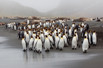 ©Jan Vermeer fotoreis Antarctica South Georgia Falklands